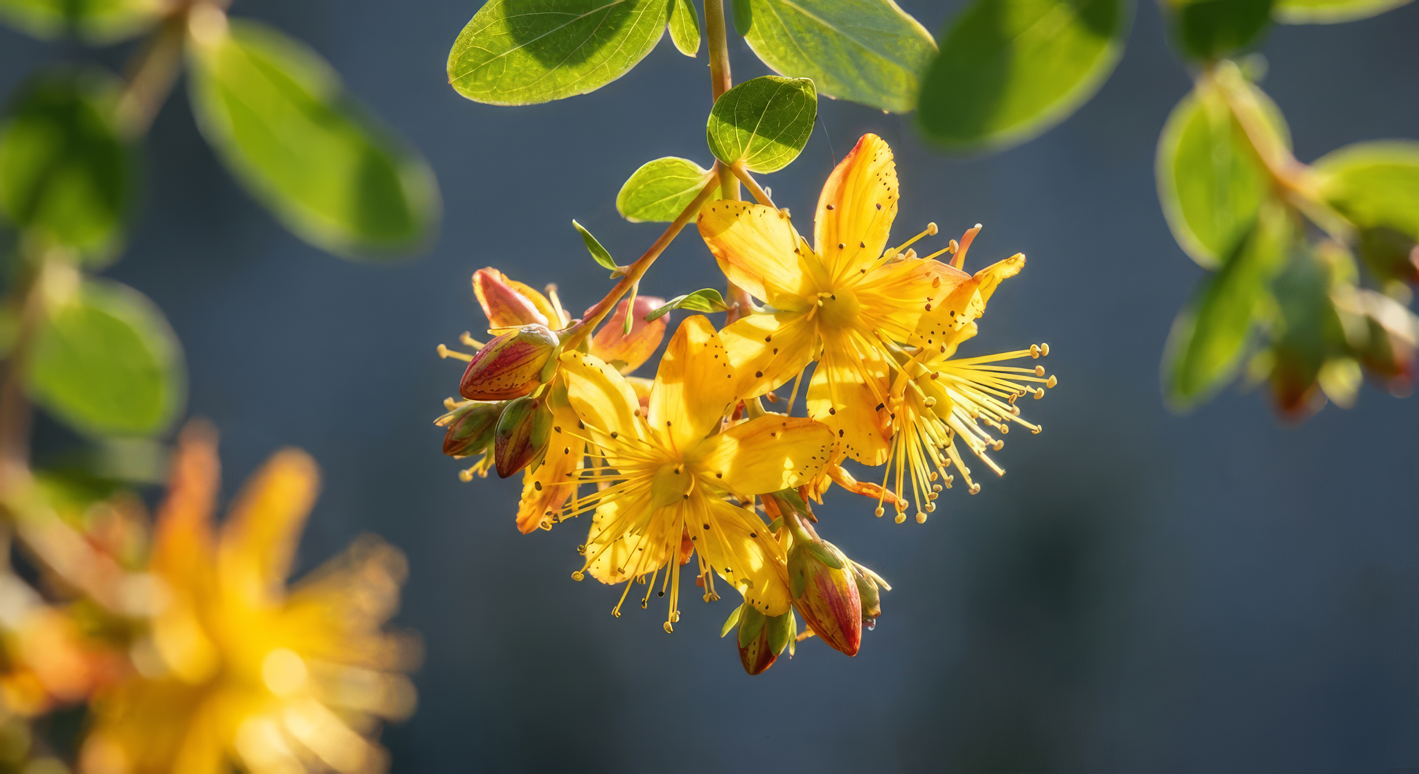 Doğanın İyileştirici Gücü